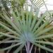 BISMARCKIA SPECIES MAYOTTE ISLAND THE RARE GREEN BISMARCKIA YOU NEVER SEE THEM AVAILABLE