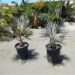 BISMARCKIA NOBILIS BLUE SINGLE TRUNK FAN PALM FROM MADAGASCAR