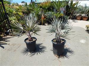 BISMARCKIA NOBILIS BLUE SINGLE TRUNK FAN PALM FROM MADAGASCAR