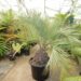 BUTIA CAPITATA BLUE VARIETY THE BLUE PINDO OR JELLY PALM
