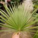 BRAHEA BRANDEGEEI A TALL, QUICK GROWING BRAHEA