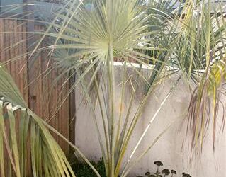 BRAHEA CLARA BLUE SINGLE TRUNK FAN PALM FROM SONORA, MEXICO