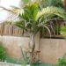 BURRETIOKENTIA KOGHIENSIS RARE SINGLE TRUNK PALM FROM NEW CALEDONIA