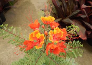CAESLPIIVIA PULCHERRIMA PRIDE OF BARBADOS OR PEACOCK FLOWER