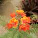 CAESLPIIVIA PULCHERRIMA PRIDE OF BARBADOS OR PEACOCK FLOWER