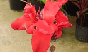 CANNA LILY AMBASSAOR