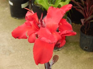 CANNA LILY AMBASSAOR