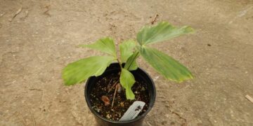 CARYOTA GIGAS