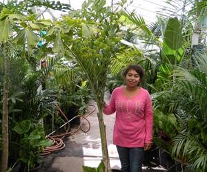 CARYOTA URENS THE GIANT MOUNTAIN FISHTAIL