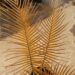 CERATOZAMIA KUESTERIANA SMALL TO MEDIUM SIZED CYCAD