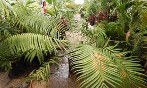 CERATOZAMIA MEXICANA GREEN CYCAD FROM MEXICO