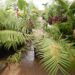 CERATOZAMIA MEXICANA GREEN CYCAD FROM MEXICO