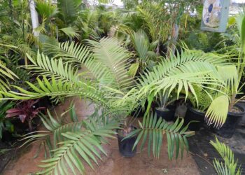 CERATOZAMIA MEXICANA