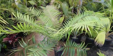 CERATOZAMIA MEXICANA