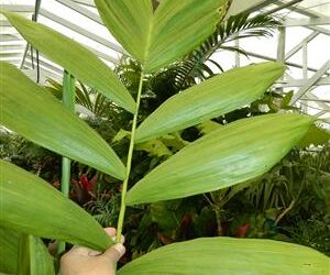 CHAMAEDOREA ARENBERGIANA SINGLE TRUNK UNDERSTORY PALM WITH WIDE LEAFLETS