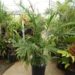 CHAMAEDOREA CATARACTARUM THE CAT PALM