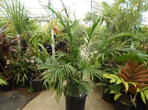 CHAMAEDOREA CATARACTARUM THE CAT PALM