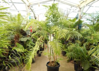 CHAMAEDOREA COSTARICANA ONE OF THE BEST TYPES OF BAMBOO PALM