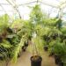 CHAMAEDOREA COSTARICANA ONE OF THE BEST TYPES OF BAMBOO PALM