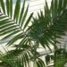 CHAMAEDOREA COSTARICANA ONE OF THE BEST BAMBOO PALMS
