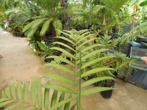 CHAMAEDOREA COSTARICANA ONE OF THE BEST BAMBOO PALMS