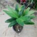 CHAMAEDOREA GEONOMIFORMIS SINGLE TRUNK, DWARF UNDERSTORY PALM