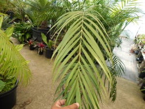 CHAMAEDOREA HOOPERIANA BAMBOO PALM THAT IS TALL AND FULL
