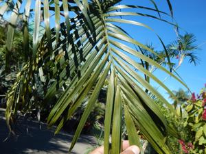 CHAMAEDOREA RADICALIS TRUNKING FORM