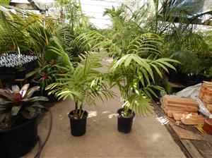 CHAMAEDOREA TEPEJILOTE SINGLE TRUNK, TALL  SHADE-LOVING PINNATE PALM