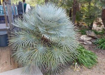 CHAMAEROPS CERIFERA
