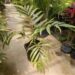 CHAMBEYRONIA MACROCARPA THE FLAME THROWER PALM NEW RED EMERGING LEAF