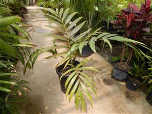 CHAMBEYRONIA MACROCARPA THE FLAME THROWER PALM NEW RED EMERGING LEAF