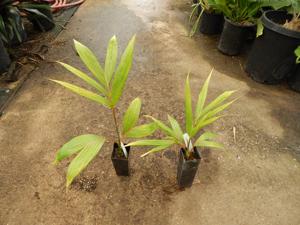 CHAMBEYRONIA MACROCARPA THE FLAME THROWER PALM NEW RED EMERGING LEAF