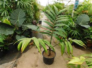 CHAMBEYRONIA MACROCARPA THE FLAME THROWER PALM NEW RED EMERGING LEAF