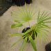 COCCOTHRINAX BARBADENSIS MEDIUM SIZED, NARROW TRUNK