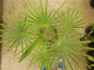 COCCOTHRINAX BARBADENSIS