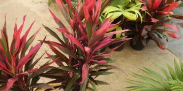 CORDYLINE FRUITICOSA THE HAWAIIAN TI PLANT