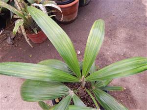 CRYOSOPHILA STAURACANTHA SMALL TO MEDIUM SIZED TROPICAL FAN PALM
