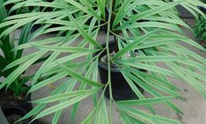 CYCAS PANZHIHUAENSIX X CYCAS DEBAOENSIS CYCAD HYBRID OF TWO RARE SPECIES