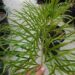 CYCAS PANZHIHUAENSIS X CYCAS DEBAOENSIS CYCAD HYBRID OF TWO RARE SPECIES