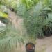 CYCAS GUIZHOUENSIS RARE SMALL TO MEDIUM SIZED CHINESE CYCAD