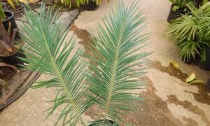 CYCAS PANZHIHUAENSIS RARE GREEN CHINESE CYCAD EXCELLENT COLD HARDINESS