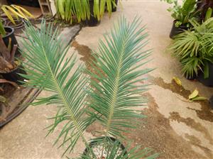 CYCAS PANZHIHUAENSIS RARE GREEN CHINESE CYCAD EXCELLENT COLD HARDINESS
