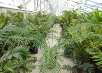 CYCAS REVOLUTA X CYCAS DEBAOENSIS