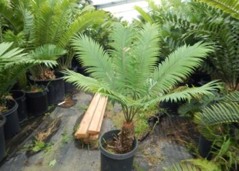 CYCAS THOUARSII GREEN MEDIUM SIZED CYCAD