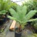 CYCAS THOUARSII GREEN MEDIUM SIZED CYCAD