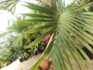 CYPHOPHOENIX ELEGANS THE ELEGANT PALM SINGLE TRUNK MEDIUM SIZED PALM FROM NEW CALEDONIA