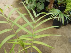 CYPHOPHOENIX ELEGANS THE ELEGANT PALM SINGLE TRUNK MEDIUM SIZED PALM FROM NEW CALEDONIA