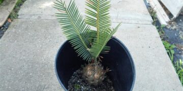 DIOON CAPUTOI