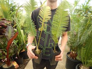 DIOON EDULE BLUE QUERETERO VARIETY